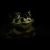Ropucha zelena - Bufotes viridis - European Green Toad 0446